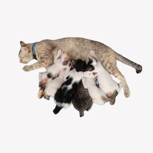 Desex your cat