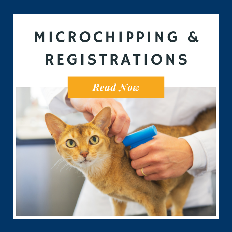 KittyCat Fixers Microchipping and Registrations